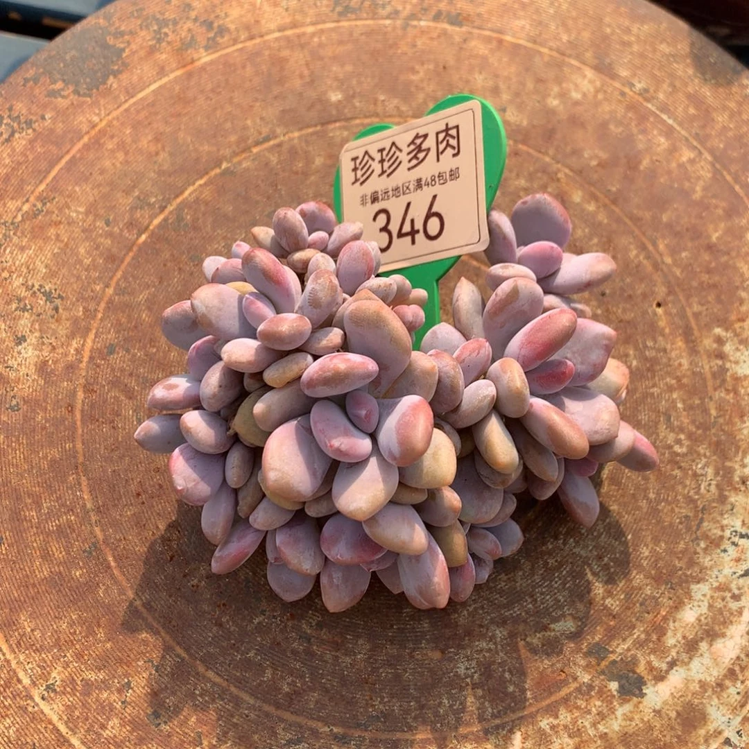 慈***晏粉兔树型朵朵缀微瑕疵