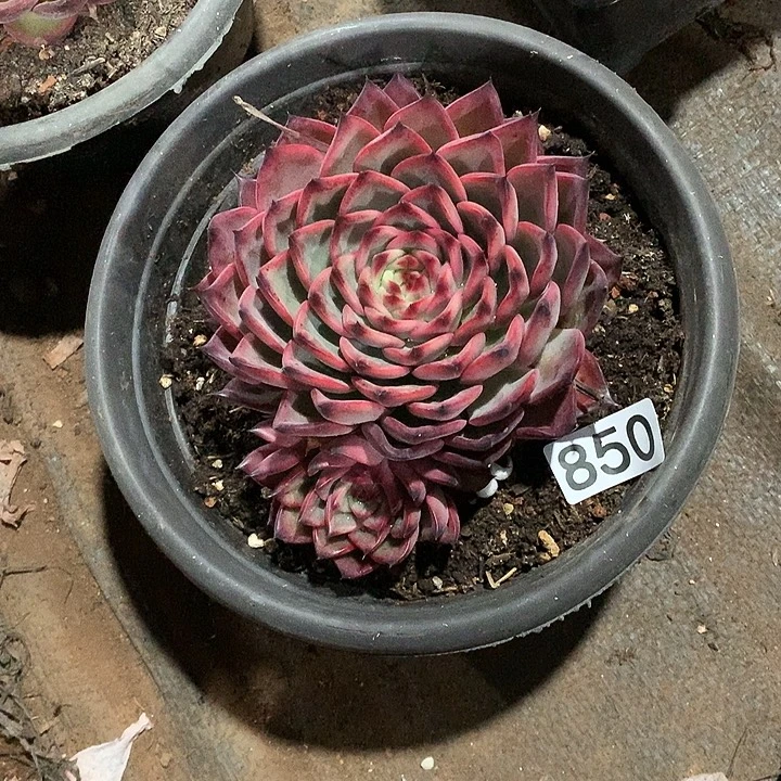 850 一物一拍多肉