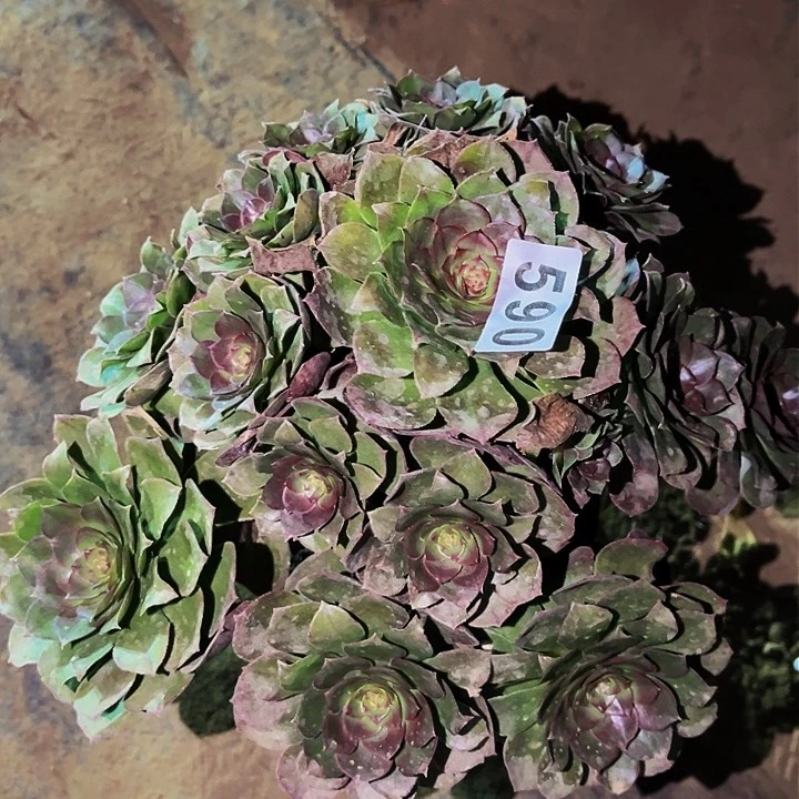 592红心沙拉碗多肉植物处理不售后