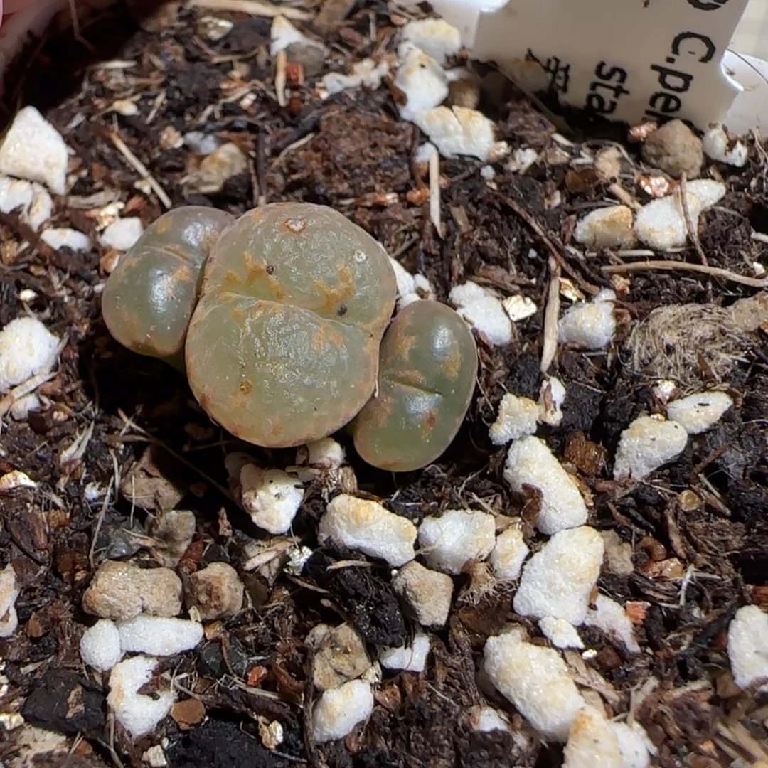 用***我肉锥多肉植物组合-有疤1106