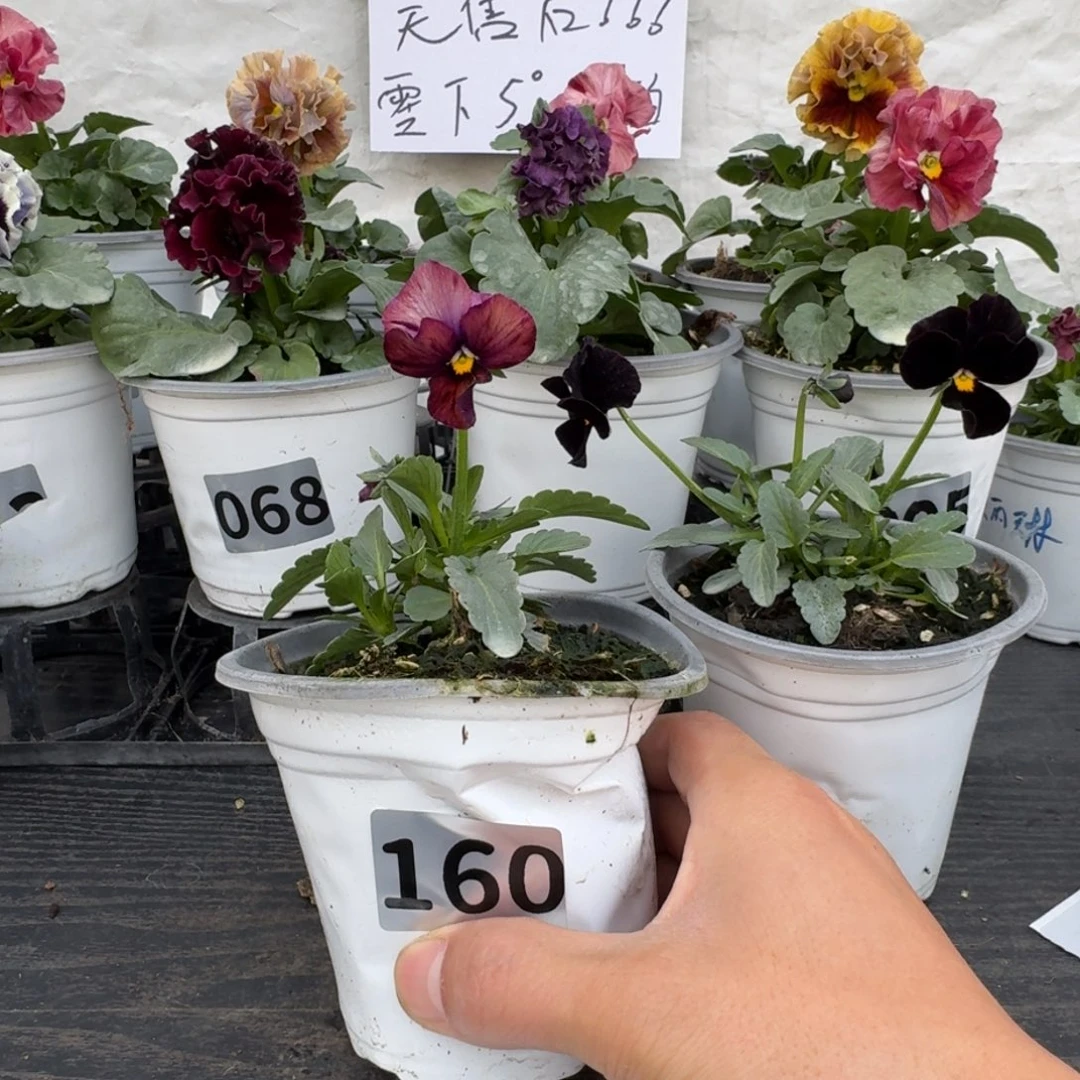 全部花朵160号角堇
