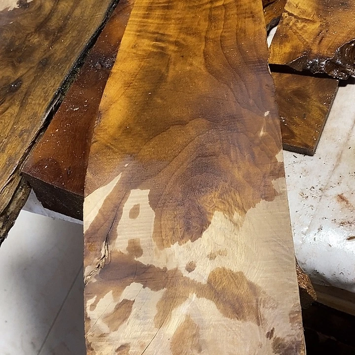 金***8金丝楠木小叶桢楠