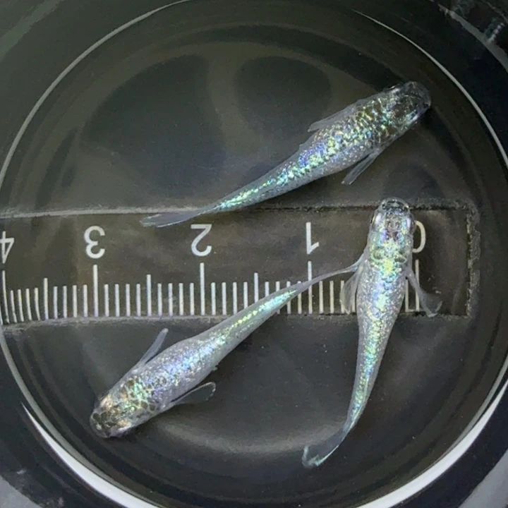 青鳉鱼妖精买2送1，母7号