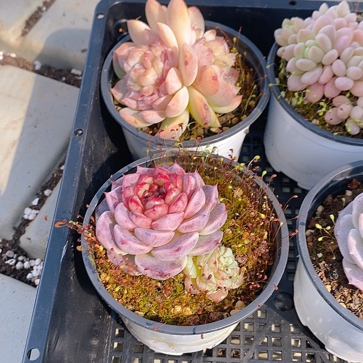 257 多肉植物盆栽花卉植物