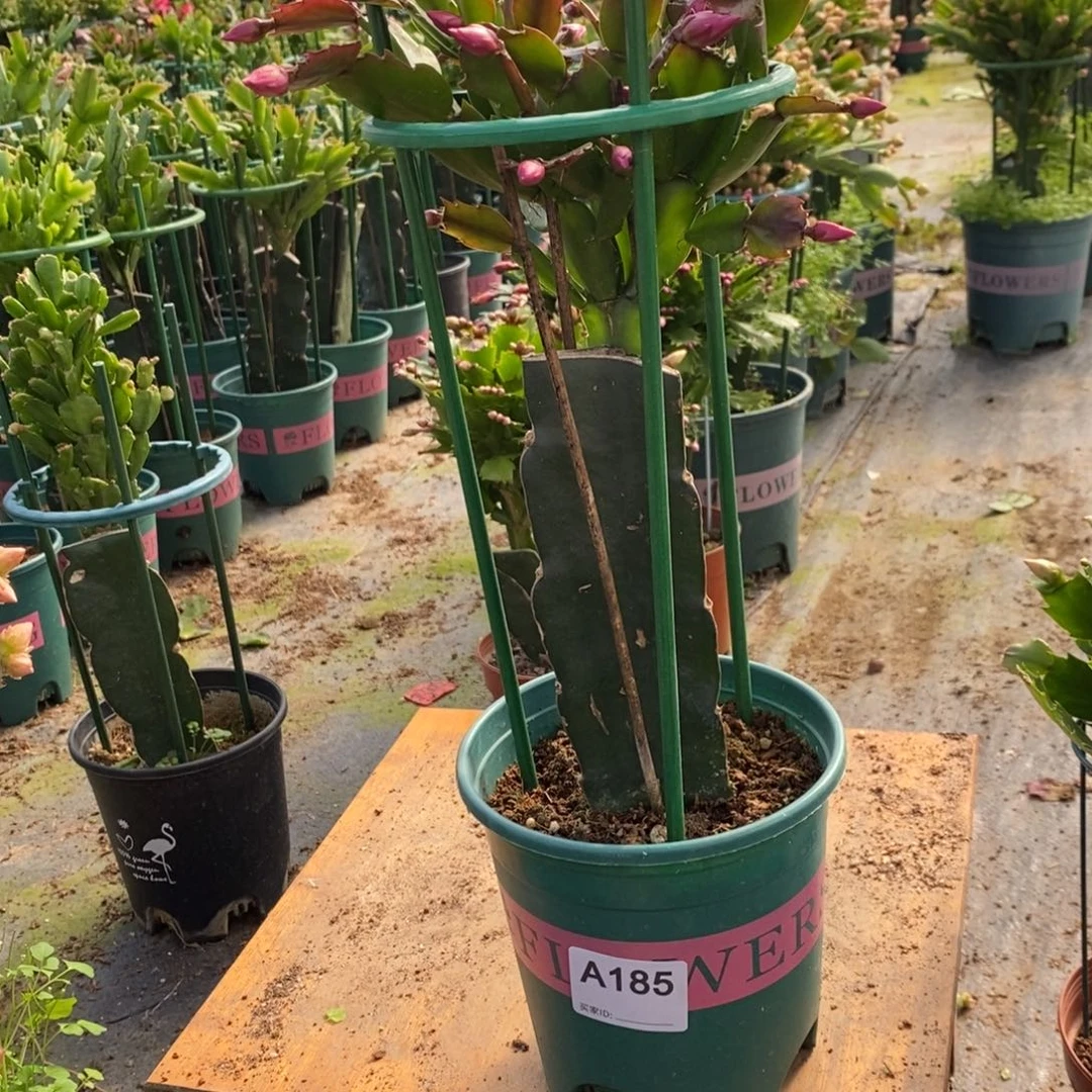 刘***U当前无花朵，栽培后可花朵185嫁接085