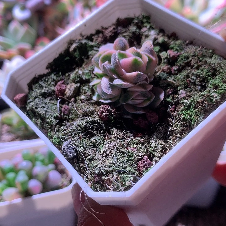 龙宫成锦群生有根