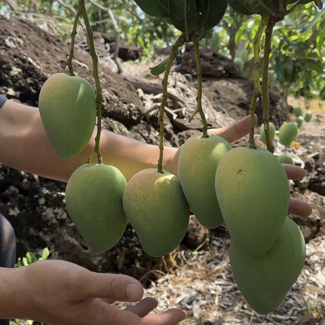 正宗覃斗芒果台农果