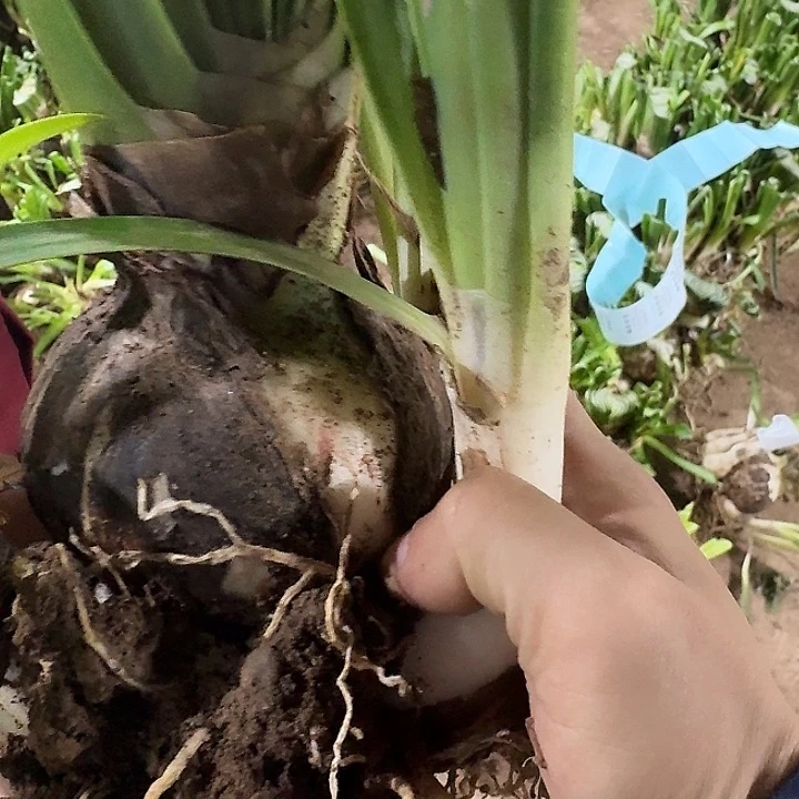 朱顶红魅影9厘米坨坨