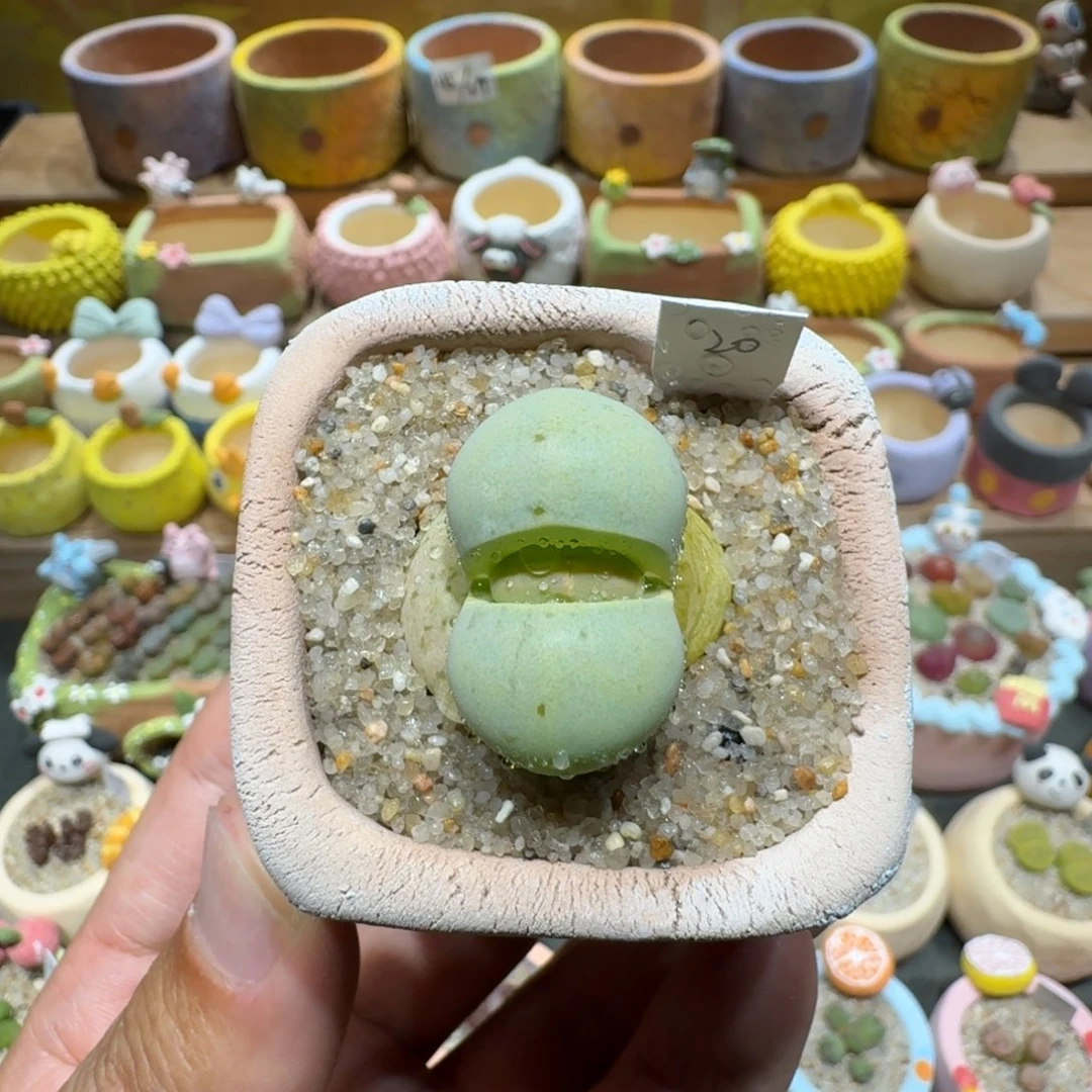 蘑菇1339大白多肉植物