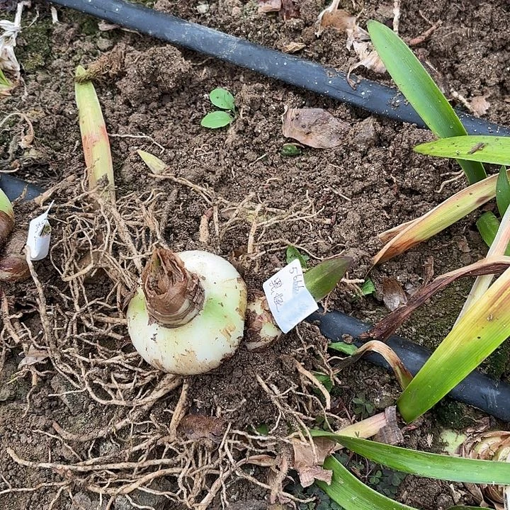 兄*黑妞7左右带一侧5666