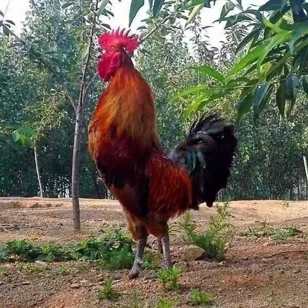 农村散养大公鸡正宗土鸡现杀发货