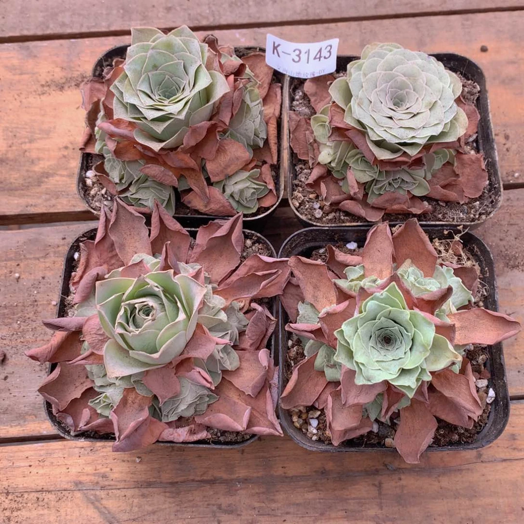 3143完美群f g vvv b b v b