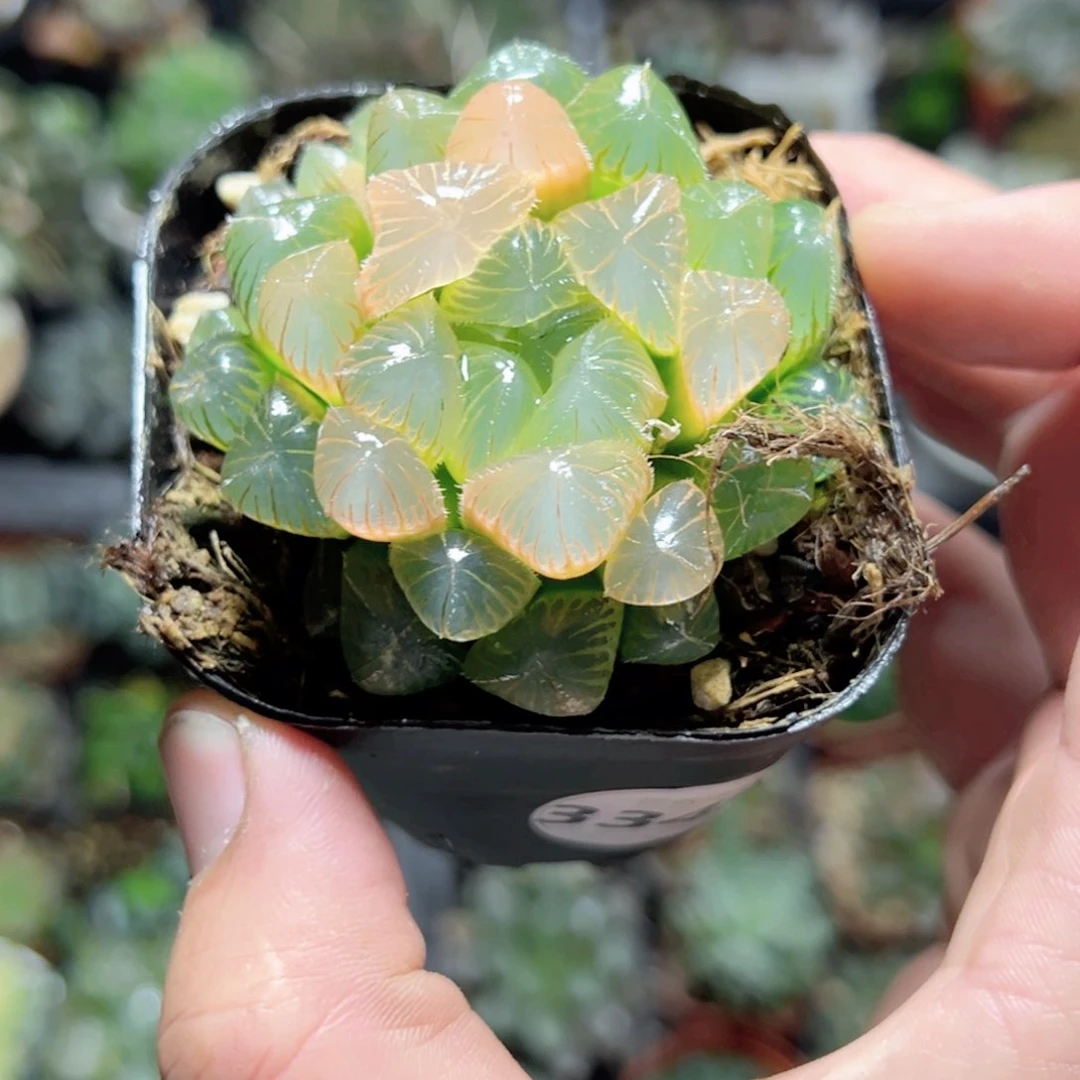 ｡****珊3349多肉植物一颗