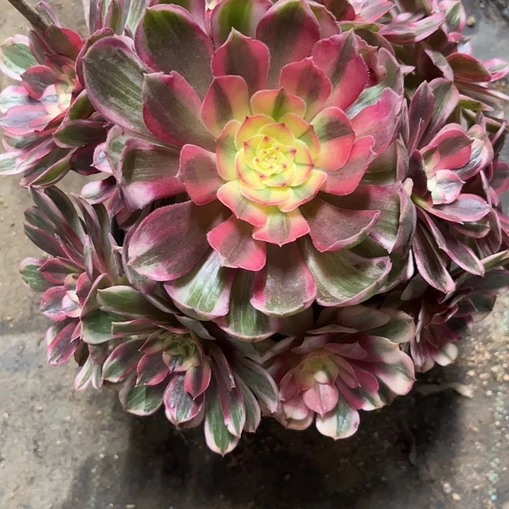 多肉植物炽焰莲锦…………
