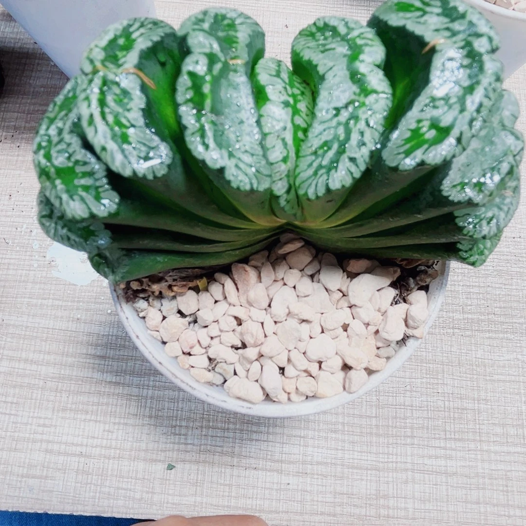 玄武玉扇多肉植物66666