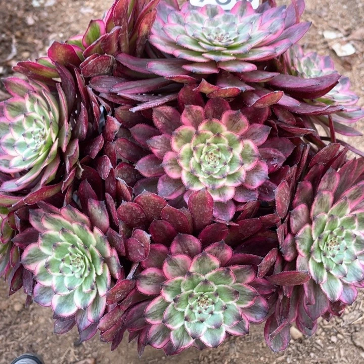 926多肉植物紫霞