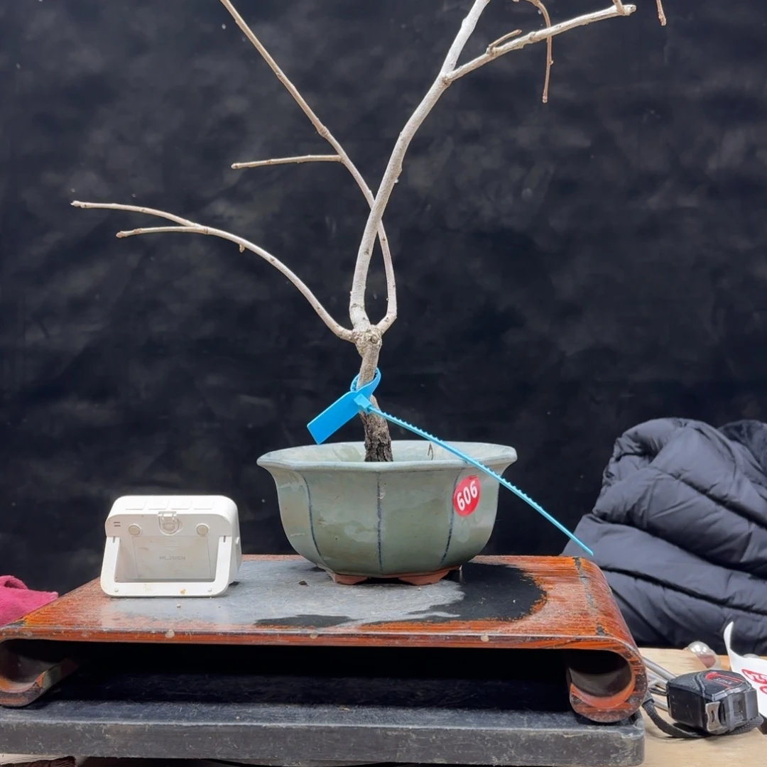 盆景顺丰到付不包邮小***浪606