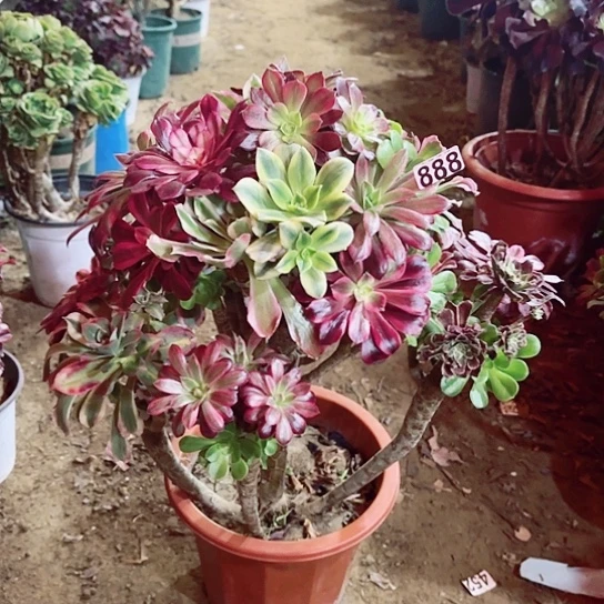 888绿羊绒嫁接老桩