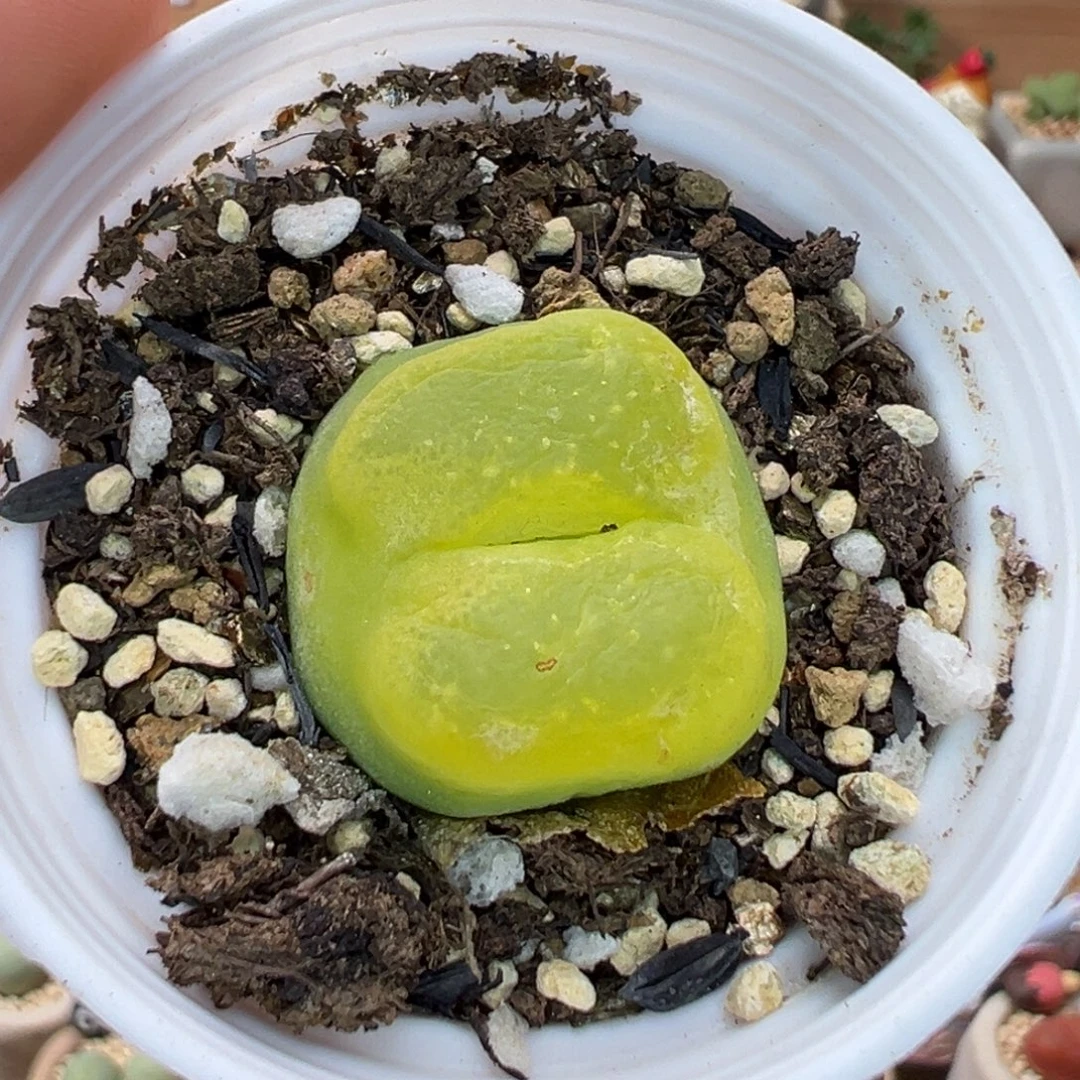 多肉植物152号特价