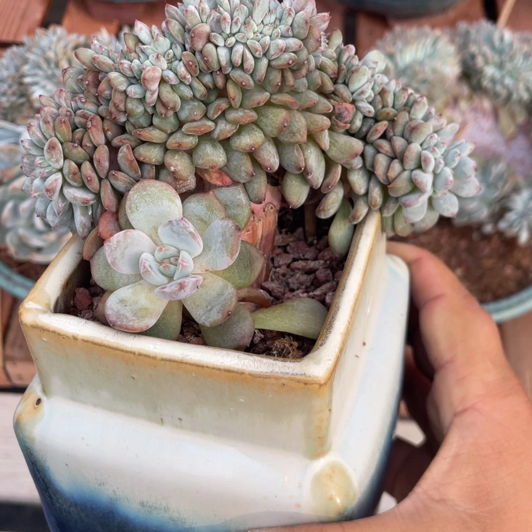 石榴子星影缀化小树