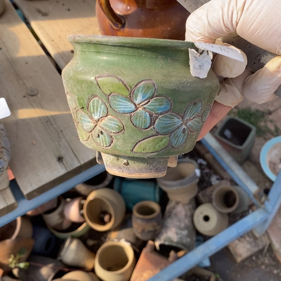 红陶阳*阳15号多肉盆一个呀