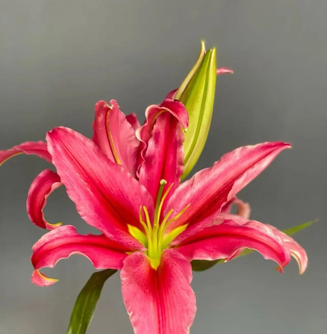 【老王家的鲜花】红中红香水百合（拒收冻坏不售后）