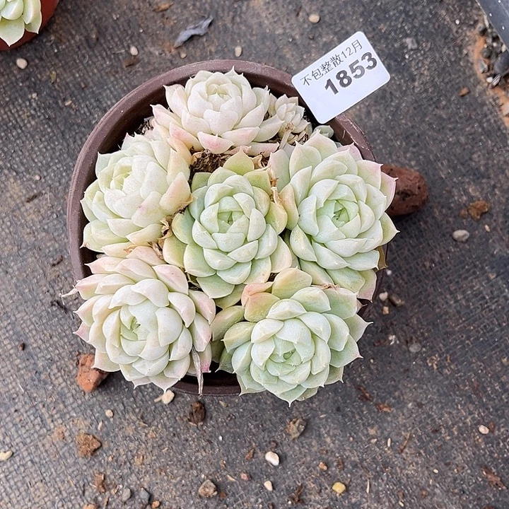 阿雅园艺。     1853