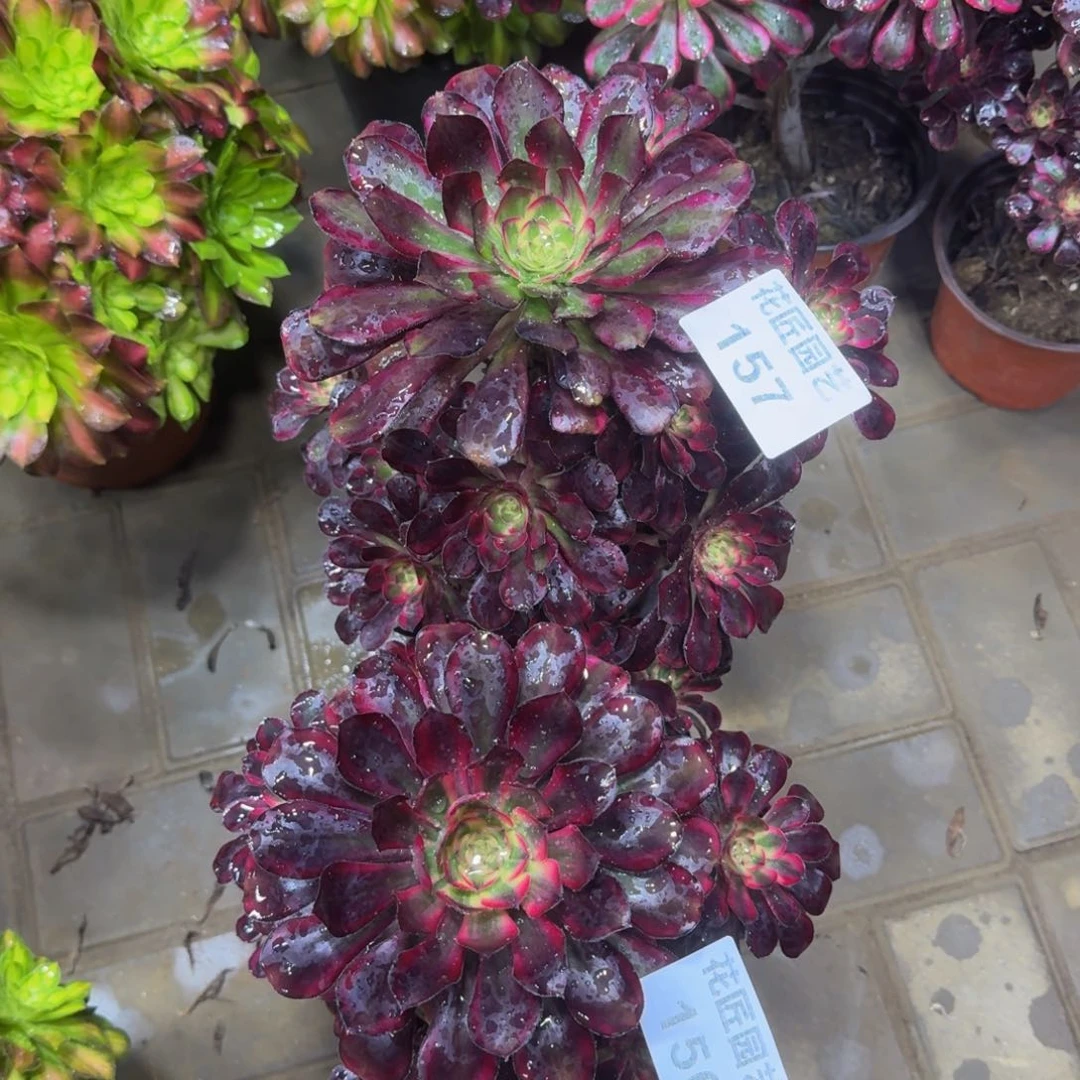 小*多肉植物157156丽娜