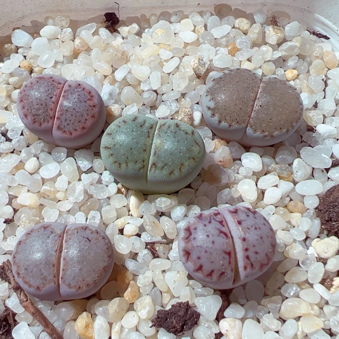 919-214多肉多肉彩套饼干