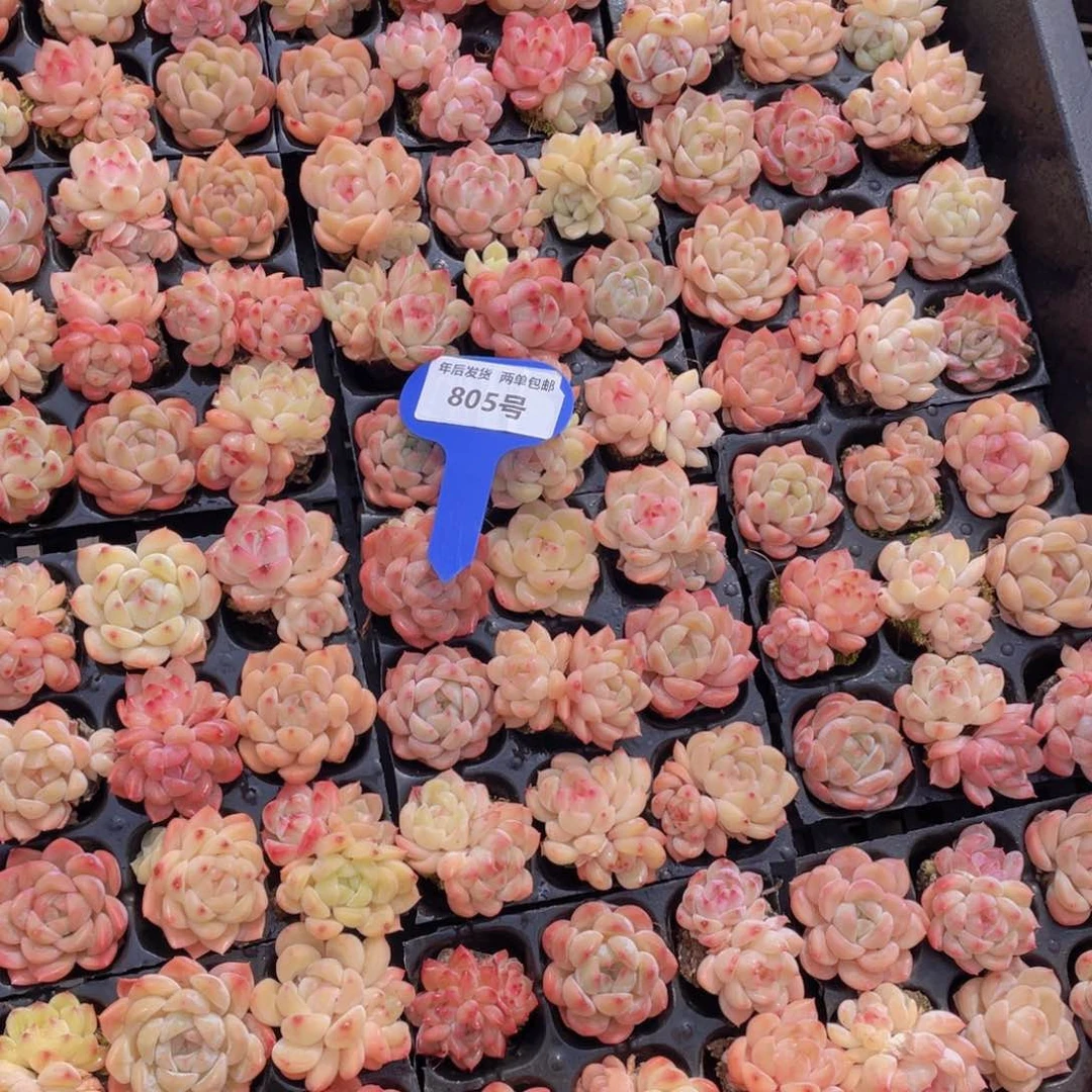 805号奶油白桃汽水组合9个