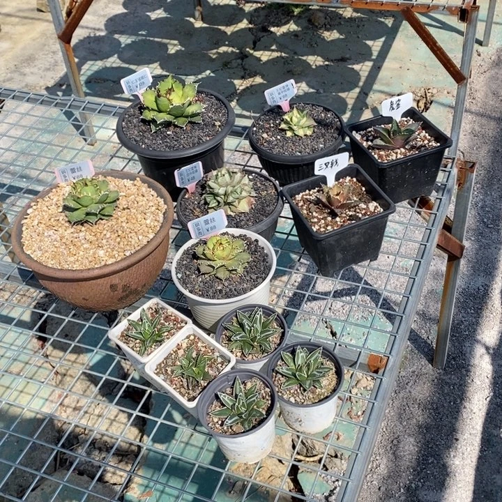 阿*品龙舌兰打包B-25.2.18