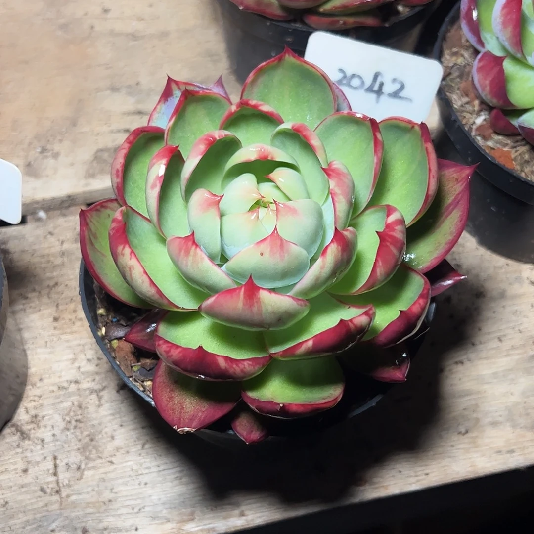 *****惊鸿仙子一物一拍2042号