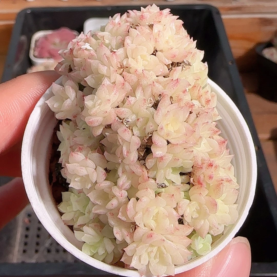 1106----272麦秆群