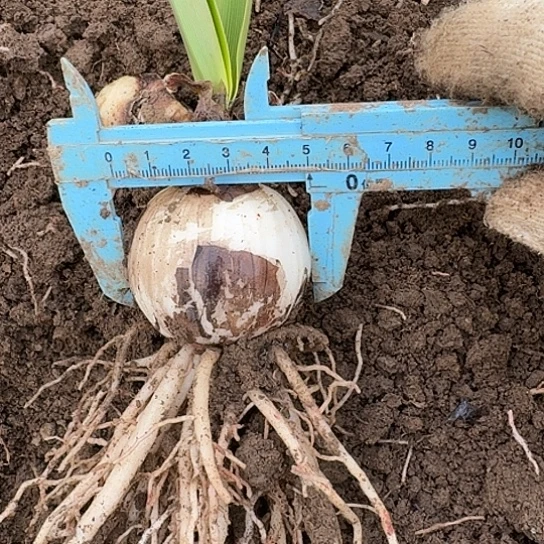 鬼魅10号包对版5厘米