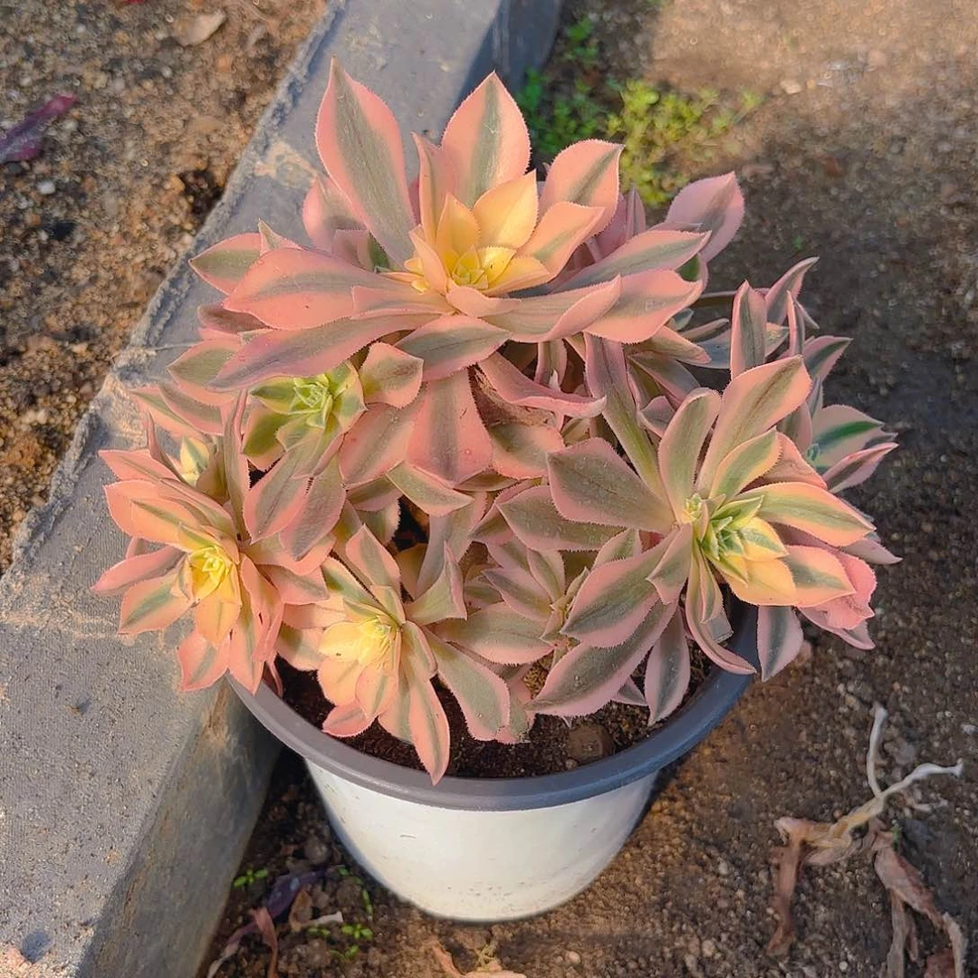 枫叶老庄多肉植物