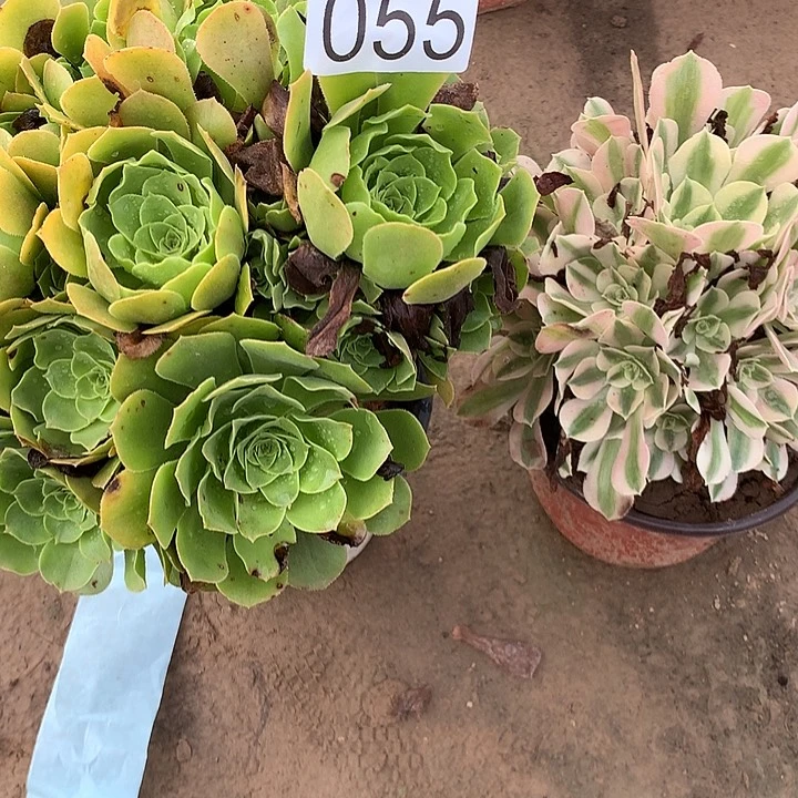 无花朵055路羊绒➕女巫多肉植物