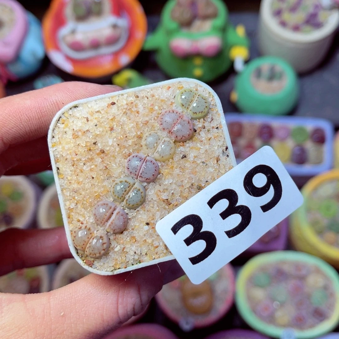 339生石花带盆发