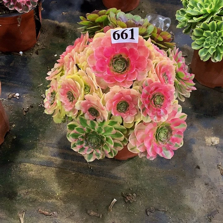 张**?多肉雨荷法师66100