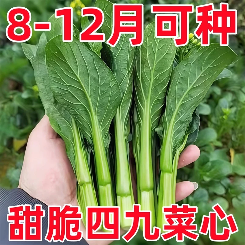 【四九甜菜心】正品四九菜心种子阳台小院青菜春秋冬季农家蔬菜种籽
