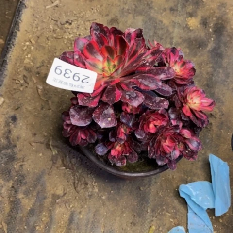 香奈儿多肉植物2939