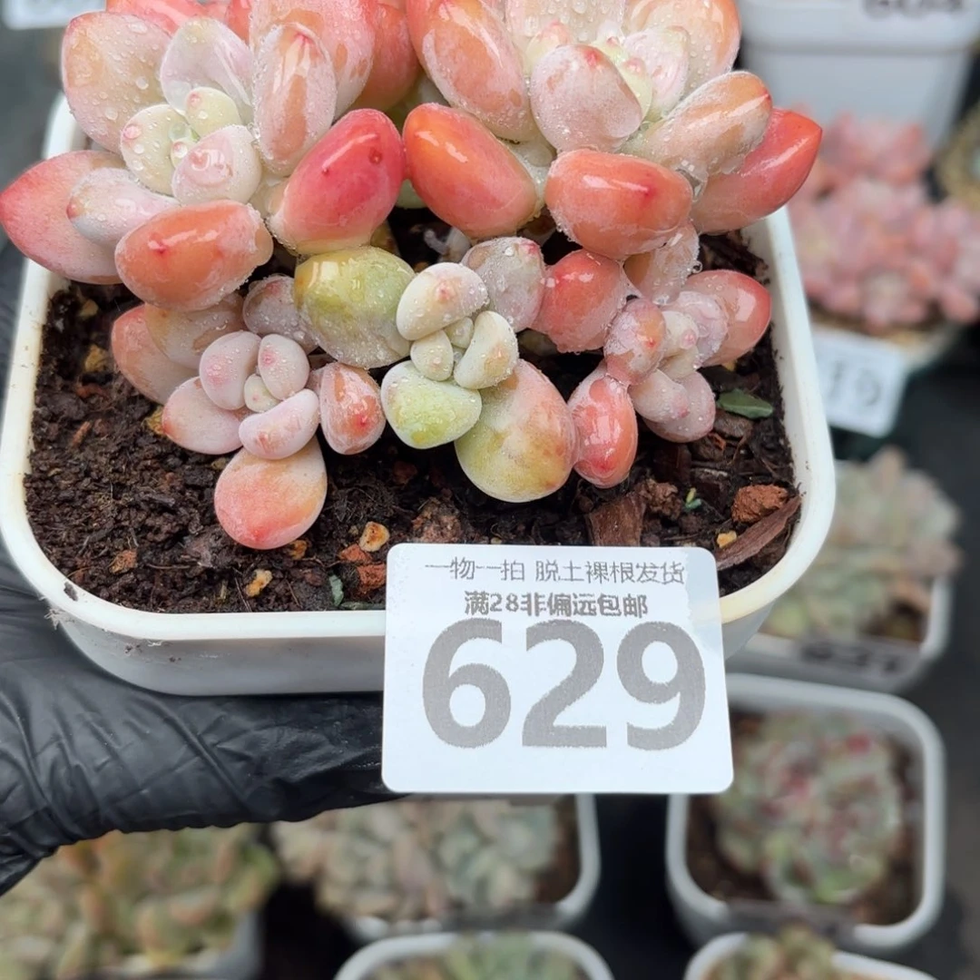 洛神锦无盆土发货