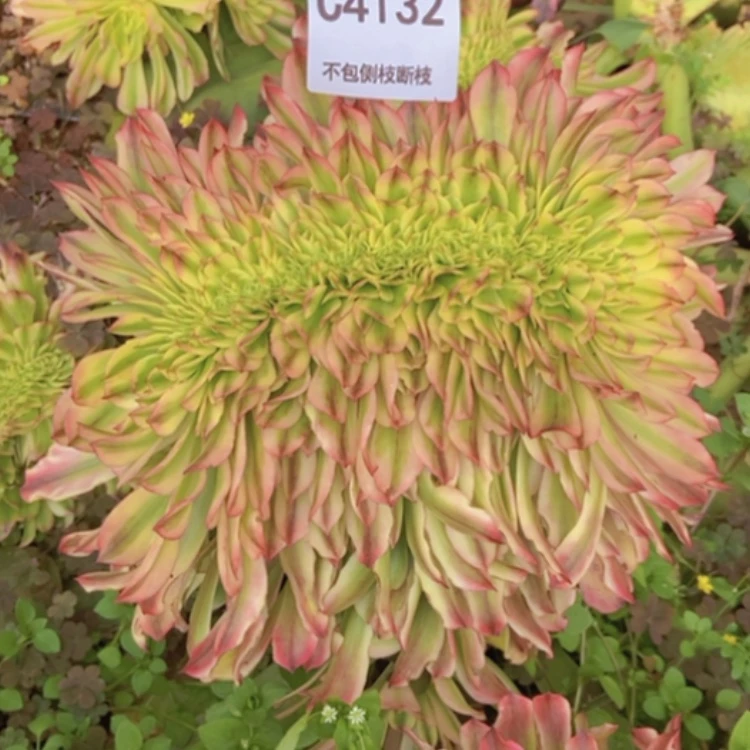 【闪购商品】仔*4132粉钻多肉