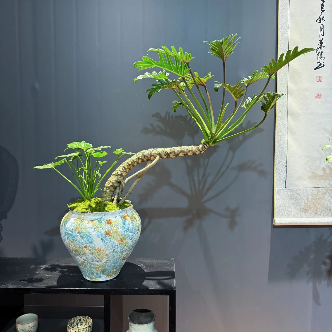 室内飘枝款龙鳞小天使老桩绿植盆栽，可净化空气，提升空间意境感。