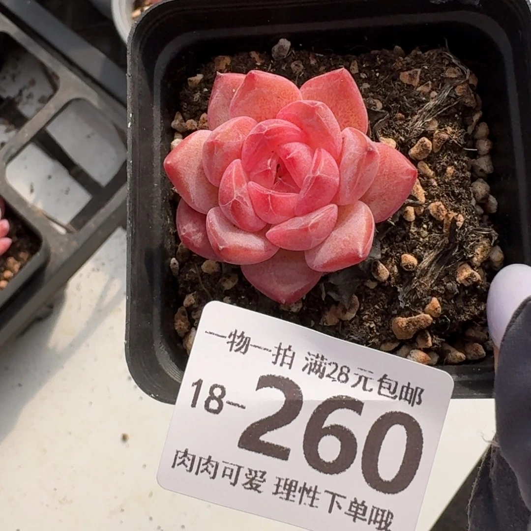 黛玉无盆土发货无