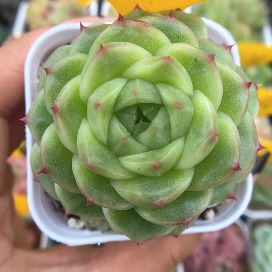 蜜蜡麦秆可拍576号。