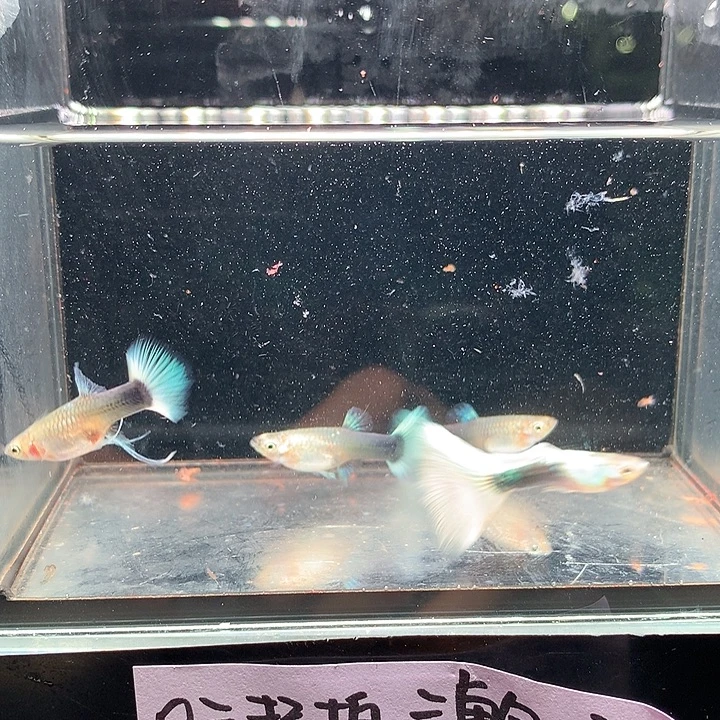 孔雀鱼黄礼服大c一对➕普通母2