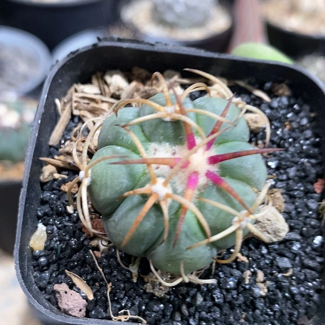 C****9实生平丸仙人球1棵