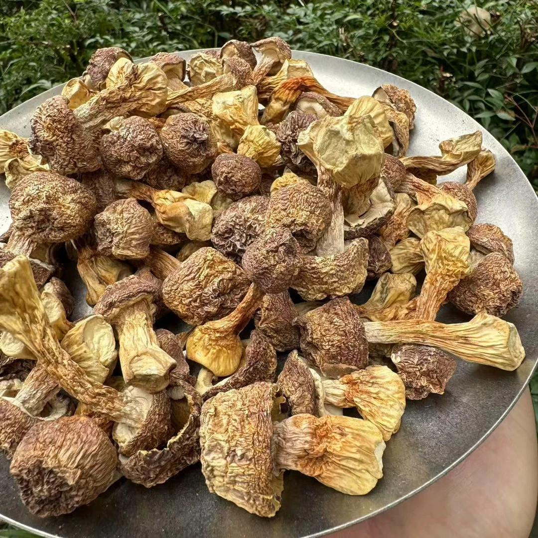 【阿豪精选】姬松茸