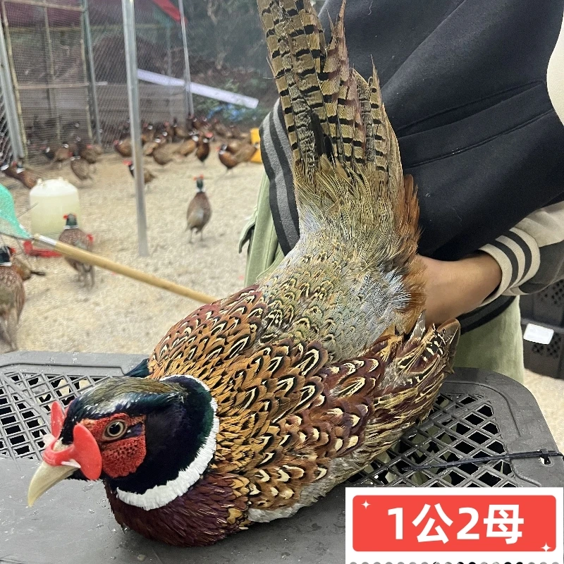 吃五谷杂粮散养七彩山鸡包邮新鲜现杀冷链到家