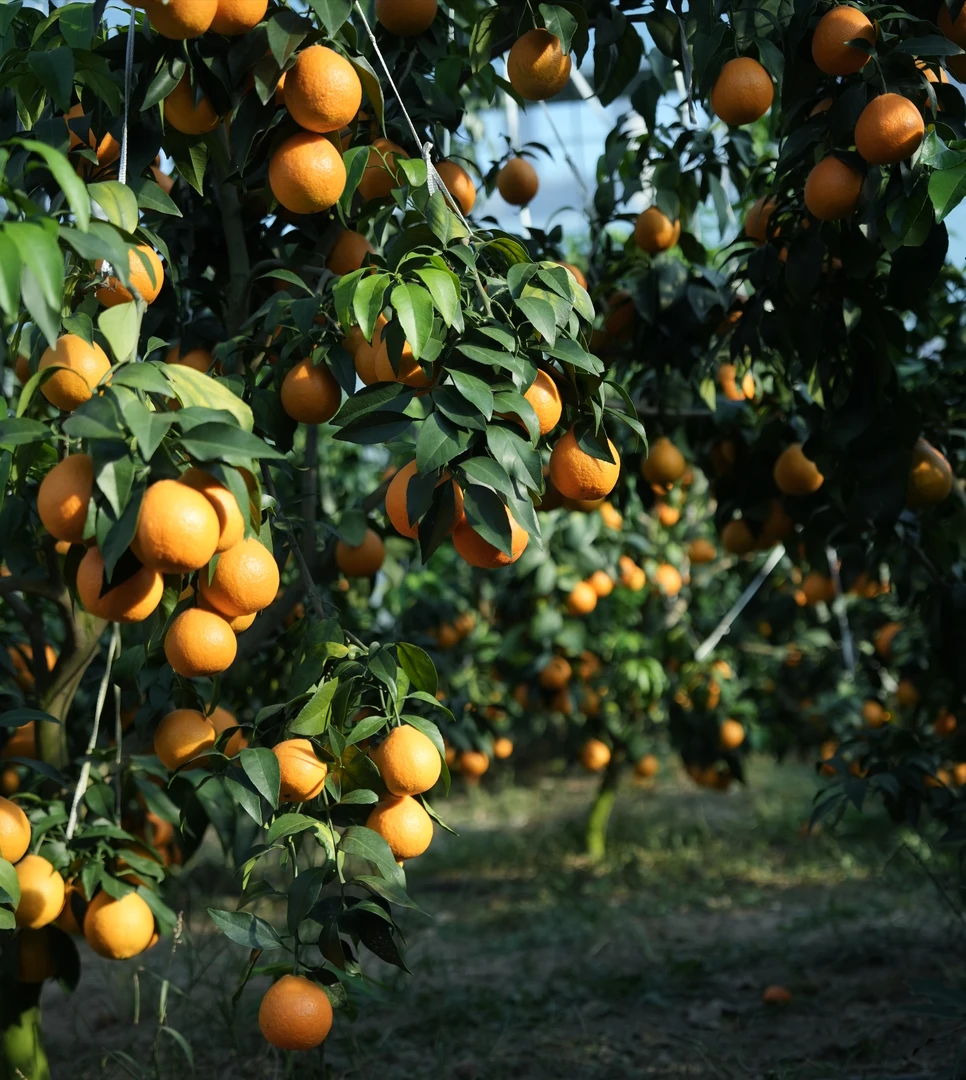 产地直供无核皮薄多汁象山特产红美人精品5斤15装热卖